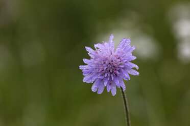 Österreich, Blühender Ackerkratzdistel, Nahaufnahme - GFF000227