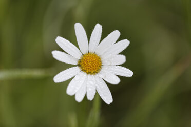 Austria, Meadow Daisy, close up - GFF000228