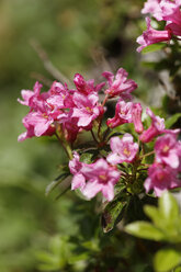 Österreich, Behaarte Alpenrose, Nahaufnahme - GFF000231