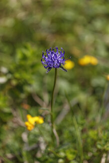 Austria, Round-headed Rampion, close up - GFF000232