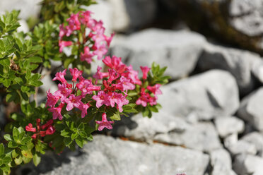 Österreich, Behaarte Alpenrose, Nahaufnahme - GFF000233