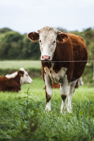 Guernsey, Guernsey-Katzen auf Gras, lizenzfreies Stockfoto