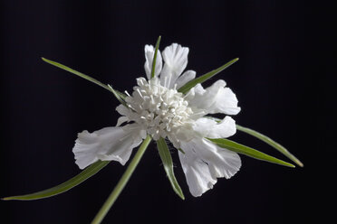 Scabiosa-Blüten vor schwarzem Hintergrund, Nahaufnahme - CSF019790