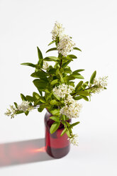 Ligusterblüten in einer Flasche auf weißem Hintergrund, Nahaufnahme - CSF019794