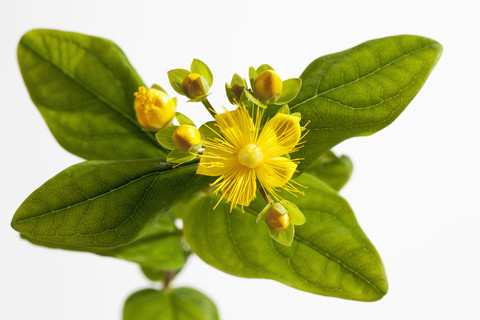 Johanniskrautblüten auf weißem Hintergrund, Nahaufnahme, lizenzfreies Stockfoto