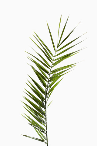Blätter der Phönixpalme vor weißem Hintergrund, Nahaufnahme, lizenzfreies Stockfoto