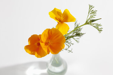 Blumentopf mit goldenen Mohnblumen auf weißem Hintergrund, Nahaufnahme - CSF019843
