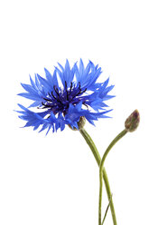 Blaue Kornblumen vor weißem Hintergrund, Nahaufnahme - CSF019837