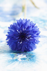 Blaue Kornblume auf weißem Hintergrund, Nahaufnahme - CSF019835