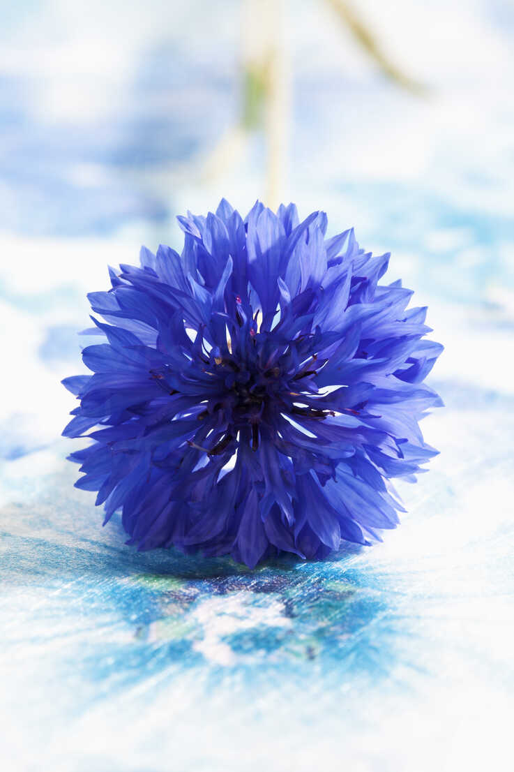 Blue cornflower album cover on Craiyon