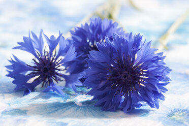 Blaue Kornblumen auf weißem Hintergrund, Nahaufnahme - CSF019834