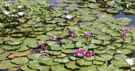 Germany, Bavaria, Franconia, water lilies in pond - AMF000865