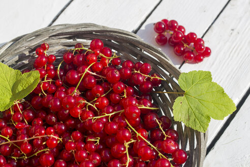 Deutschland, Bayern, Rote Johannisbeeren im Korb - SARF000092