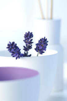 Lavender flowers with aroma sticks in background - ASF005086