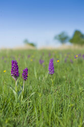 Deutschland, Mecklenburg-Vorpommern, Ansicht von Dactylorhiza majalis auf Wiese - MJF000347