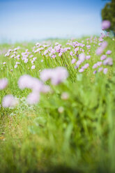 Deutschland, Mecklenburg-Vorpommern, Ansicht von Armeria maritima auf einer Wiese - MJF000349