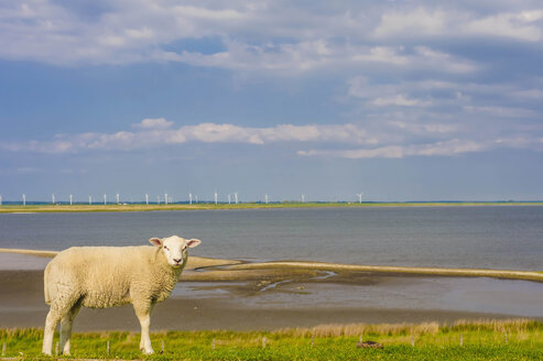 Deutschland, Schleswig-Holstein, Blick auf Schafe im Gras mit Windrad im Hintergrund - MJF000335