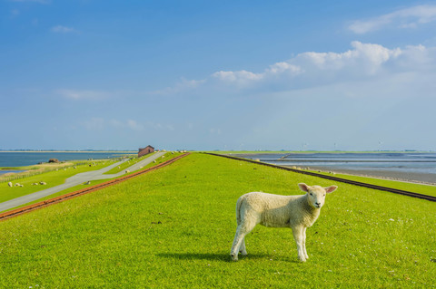 Deutschland, Schleswig-Holstein, Blick auf Schafe im Gras, lizenzfreies Stockfoto