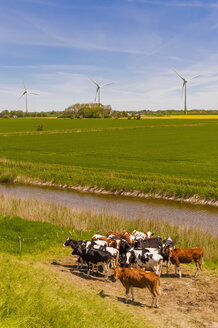 Deutschland, Schleswig-Holstein, Blick auf Kühe auf der Weide mit Windrad im Hintergrund - MJF000329