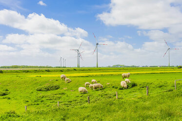 Germany, Schleswig-Holstein, View of sheep grazing in field and wind turbine in background - MJF000322