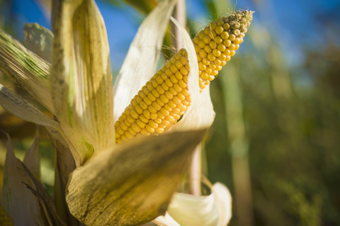 Germany, Saxony, Fresh corn cob on tree stock photo