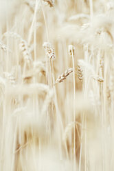 Germany, Baden Wuerttemberg, Wheat field, close up - CZF000008