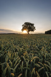 Germany, Baden Wuerttemberg, View of wheat field at sunset - ELF000361