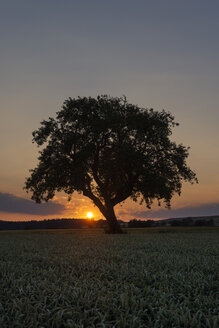 Deutschland, Baden Württemberg, Blick auf alten Baum bei Sonnenuntergang - ELF000359