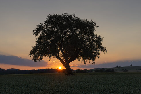 Deutschland, Baden Württemberg, Blick auf alten Baum bei Sonnenuntergang - ELF000358