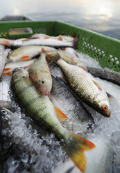 Deutschland, Bayern, Frischer Fisch auf Fischerboot am Starnberger See - LHF000274