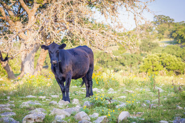 USA, Texas, Black cow standing on grass - ABAF000987