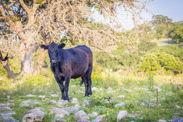 USA, Texas, Schwarze Kuh auf Gras stehend - ABAF000987