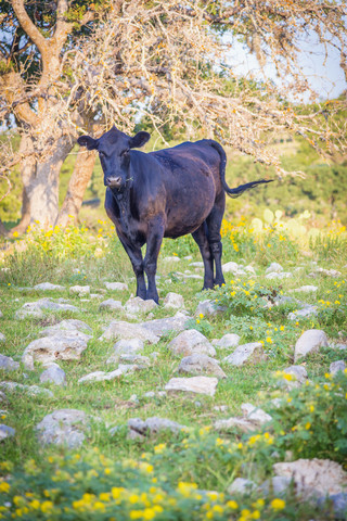 USA, Texas, Schwarze Kuh auf Gras stehend, lizenzfreies Stockfoto