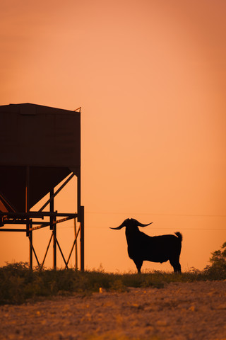 USA, Texas, Langhörnige Ziege neben Futterautomat stehend, lizenzfreies Stockfoto