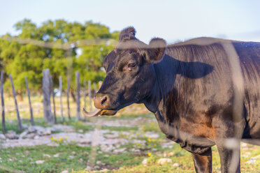 USA, Texas, Schwarze Kuh auf Gras stehend - ABAF000984