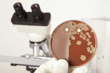 Germany, Freiburg, Young woman holding petri dish with bacteria - DRF000072