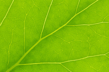 Germany, Leaf veins, close up - CPF000015