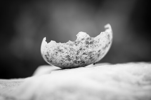 Germany, Broken eggshell, close up - CPF000022