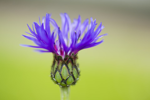 Deutschland, Kornblume, Nahaufnahme, lizenzfreies Stockfoto