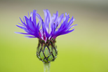 Germany, Cornflower, close up - CPF000023