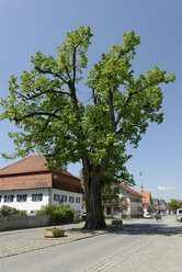 Deutschland, Bayern, Ansicht einer Linde mit Haus im Hintergrund - LB000244