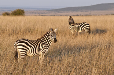 Kenia, Zebras im Maasai Mara Nationalreservat - CB000143