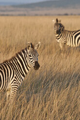 Kenia, Zebras im Maasai Mara Nationalreservat - CB000142