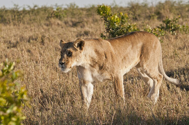 Kenia, Löwe auf Wanderung im Maasai Mara National Reserve - CB000138