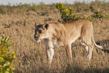 Kenya, Lion walking around Maasai Mara National Reserve - CB000138