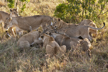 Kenia, Löwen auf der Jagd nach Buschböcken im Maasai Mara National Reserve - CB000137