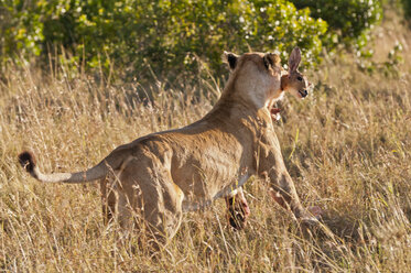 Kenia, Löwe läuft mit Buschbock im Maul davon - CB000136