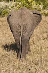 Kenia, Afrikanischer Elefant im Maasai Mara National Reserve - CB000135