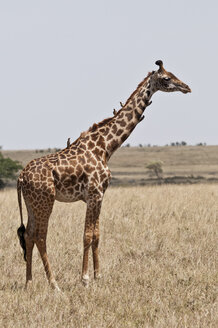 Kenia, Rotschnabel-Madenhacker auf Masai-Giraffe im Maasai Mara National Reserve - CB000129