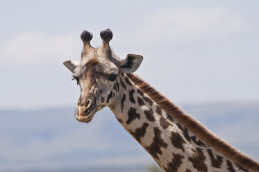 Kenia, Massai-Giraffe im Maasai Mara National Reserve - CB000128